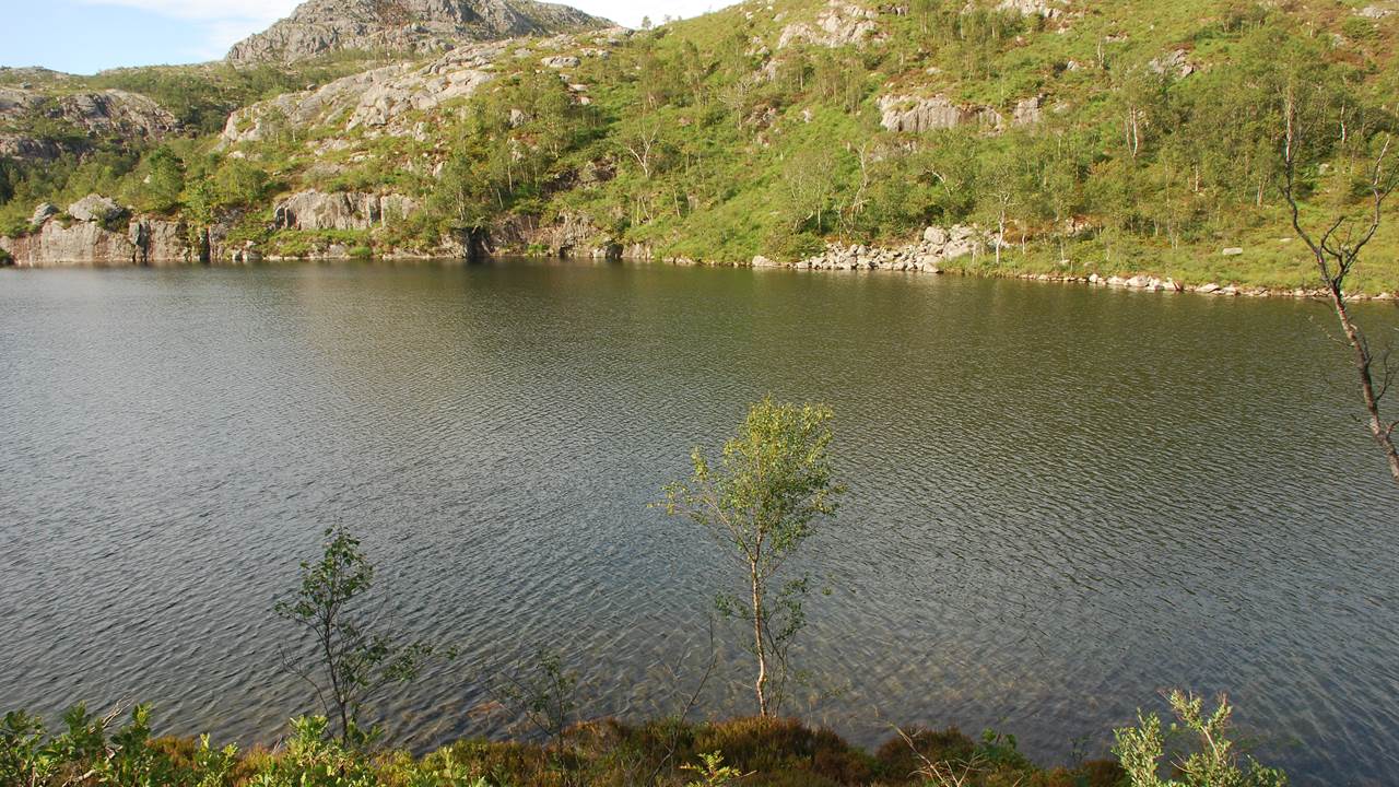 Steintjørna