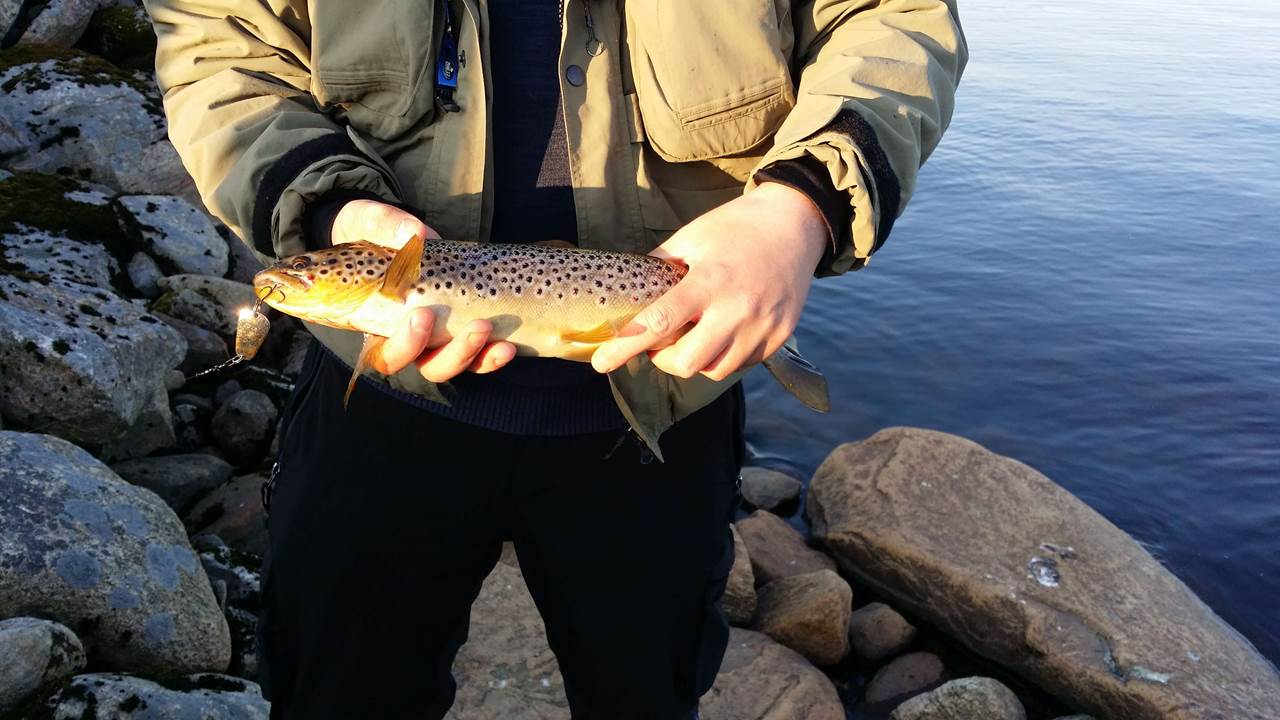 Storamoset