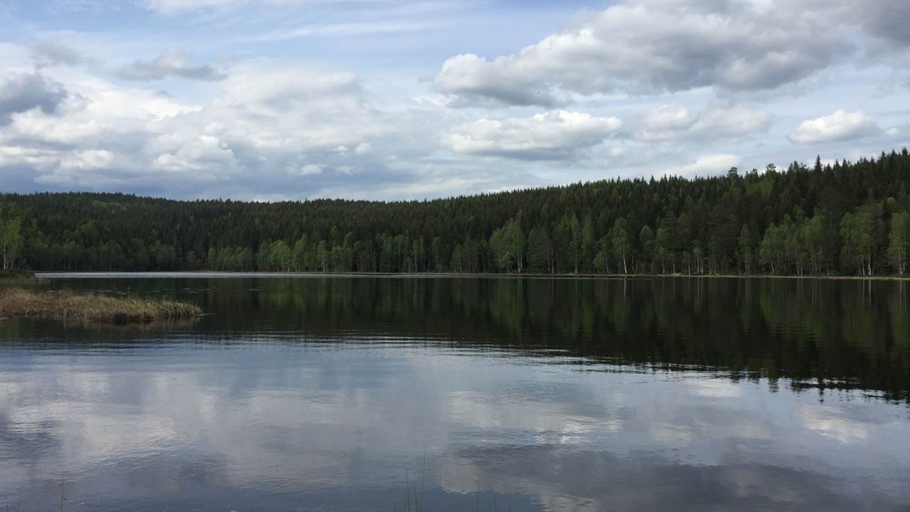 Rottungen