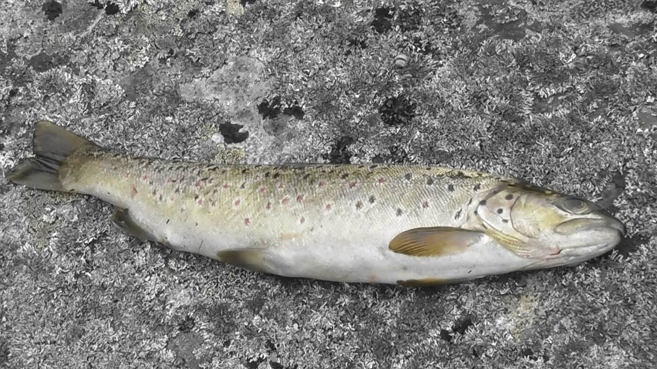 Langavatnet - Hardangervidda