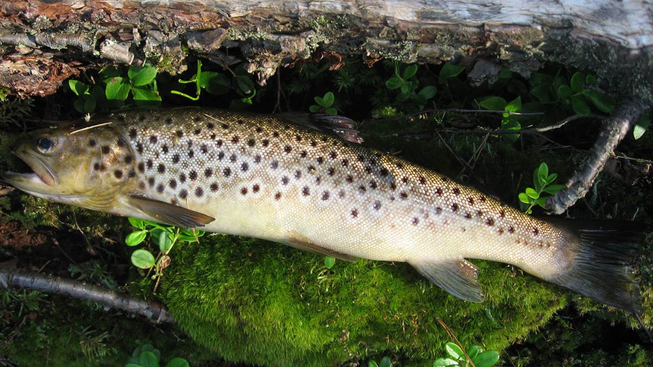 Morttjernet