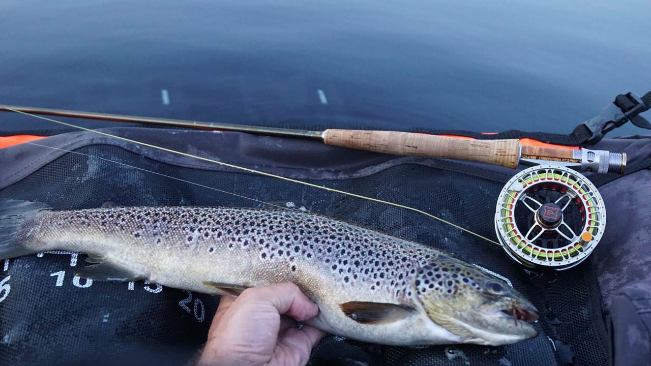 Hånd som holder stor ørret over vannoverflaten, fluestang som ligger over bellyboat.