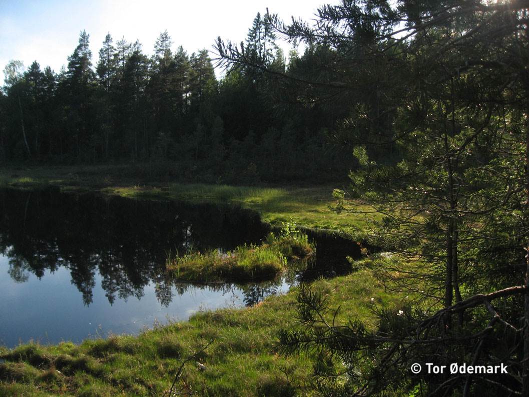 Abbortjern