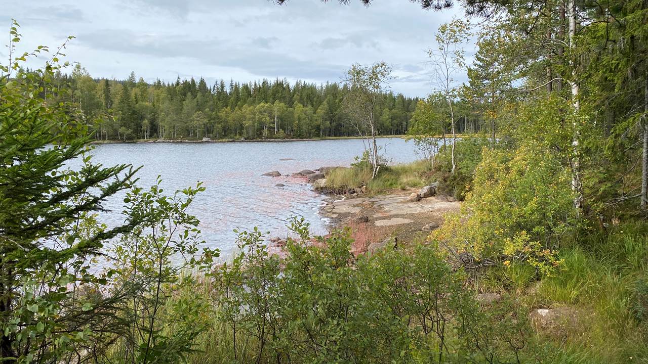Trehørningen