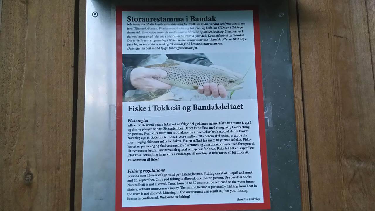 Bandak/Tokkeåi