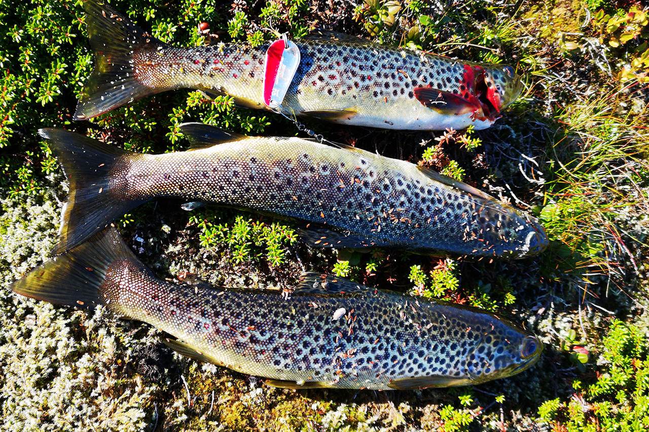 Ørret tatt i Ljomsvatnet
