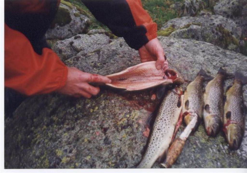 ørret som blir sløyt