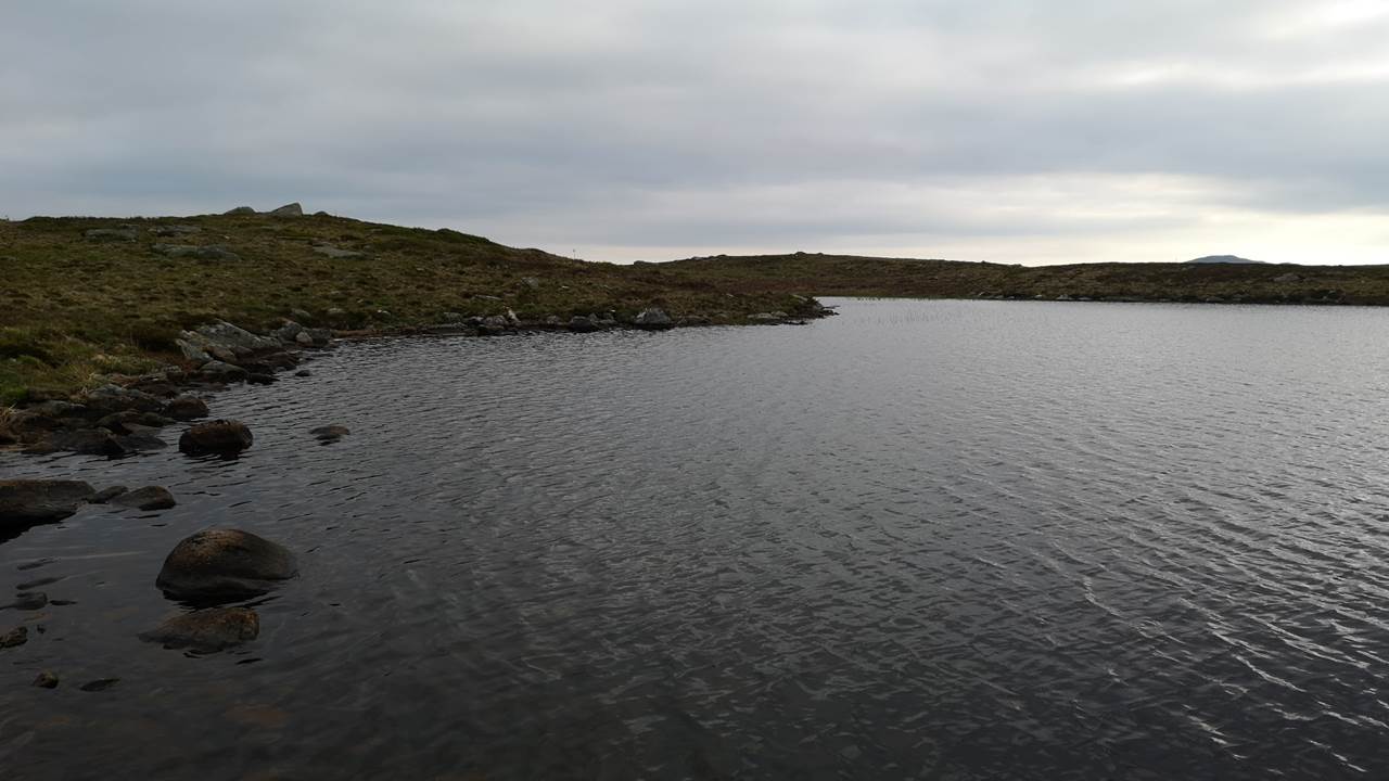 Hommeltjørna