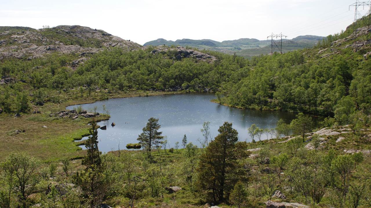 Blommetjørna