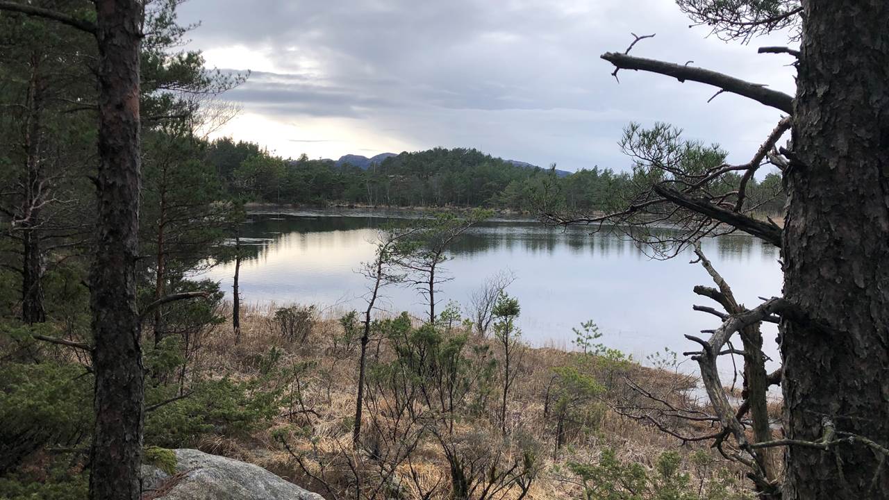 Vassbakktjørnene