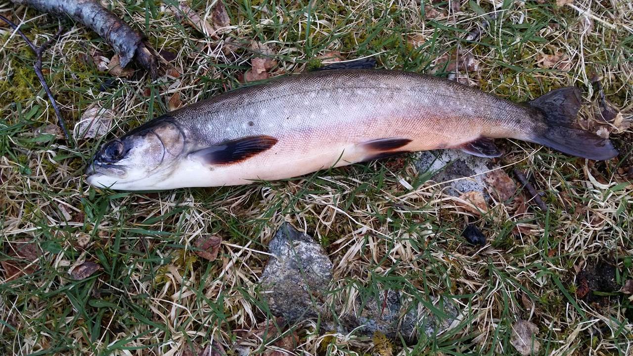 Storavatnet - Forenesvatnet