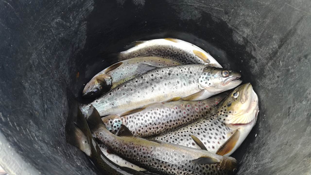 Skogseidvatnet