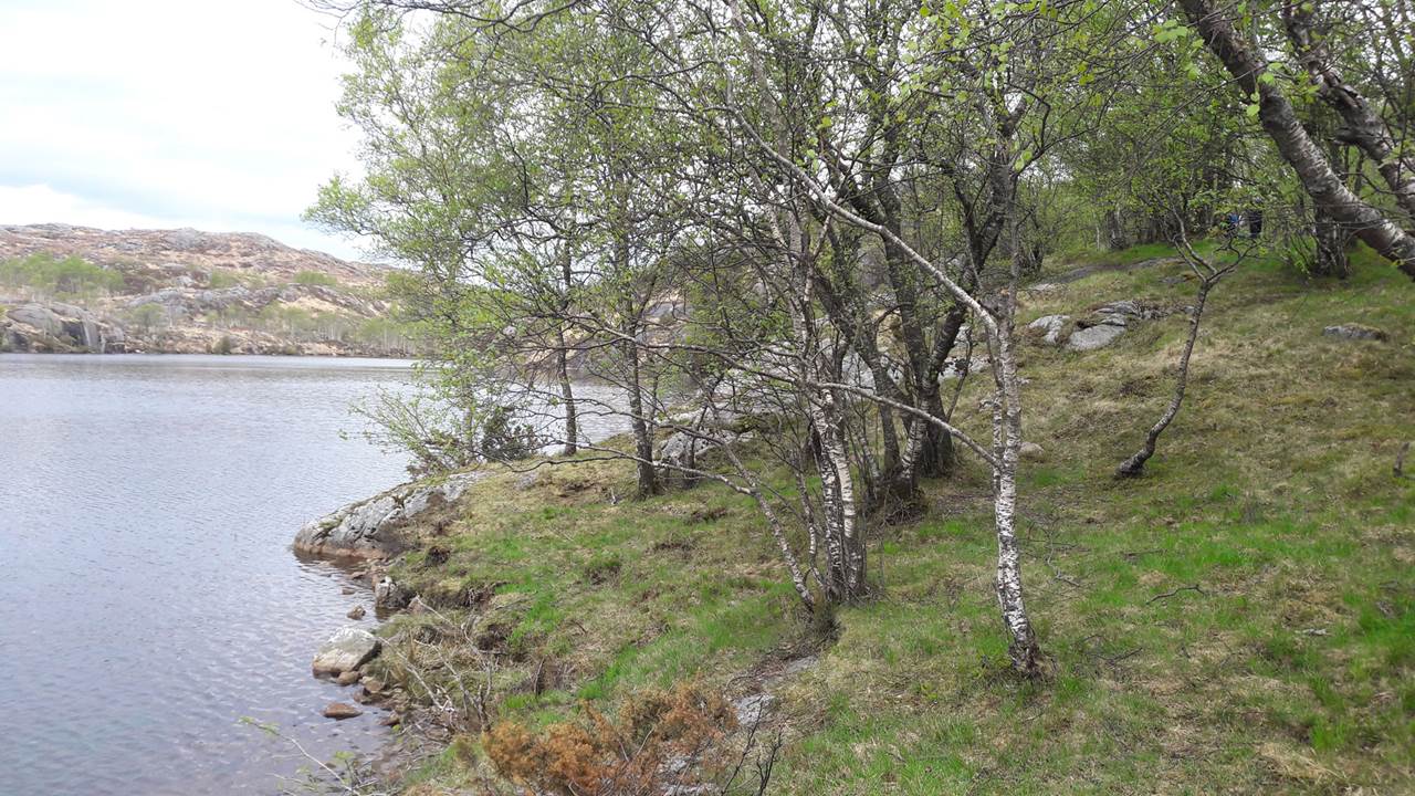 Bogstadtjørna