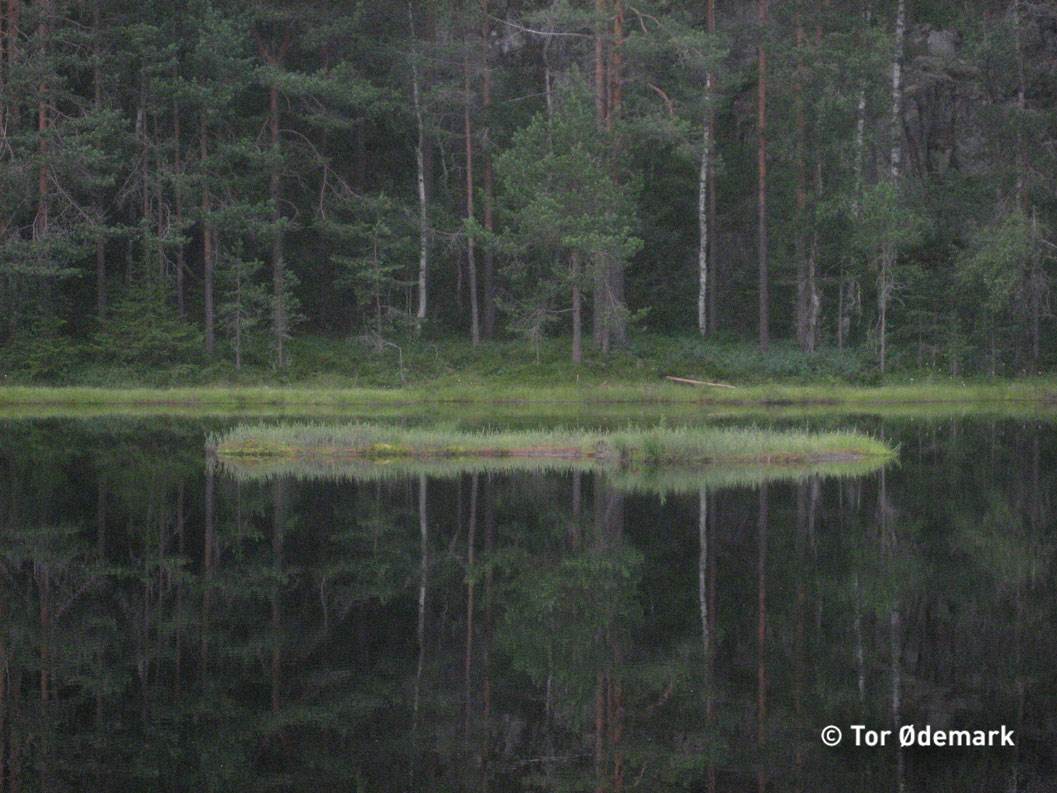 Abbortjern
