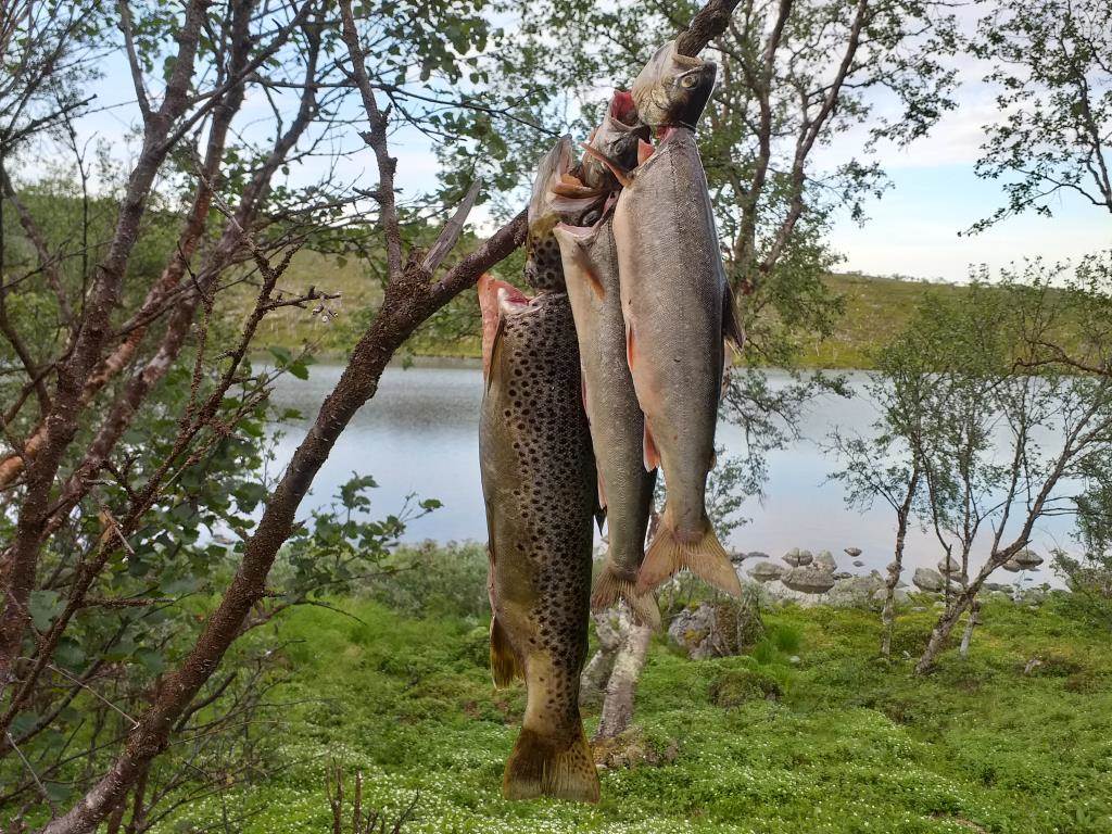 Tre ørret som henger i en gren.