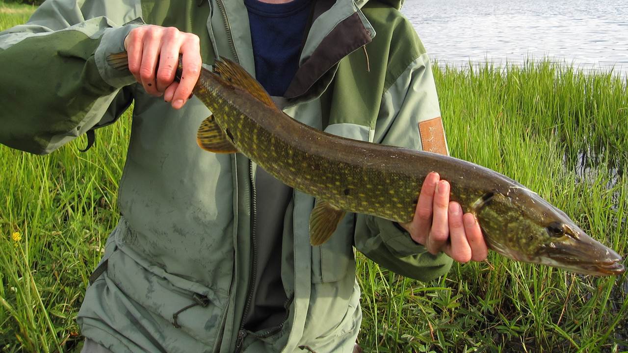Nesttunvatnet