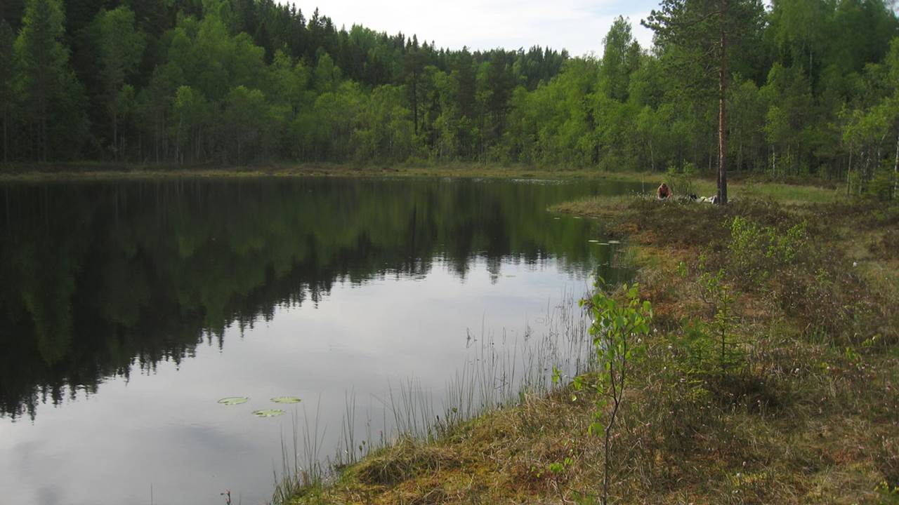 Vælsputten