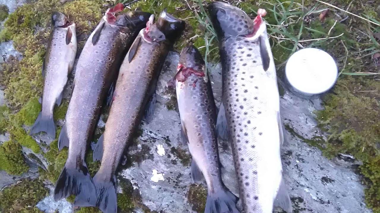 Fuglavatnet
