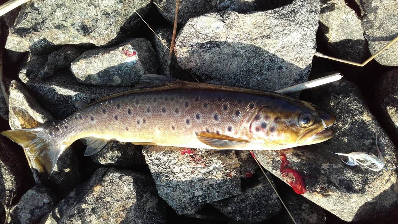 Gåsavannet