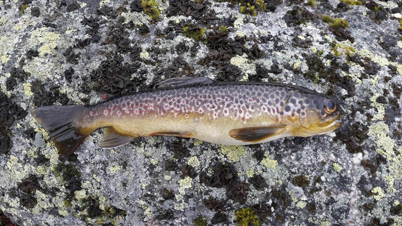 Store Ramstjødn/Langetjørn