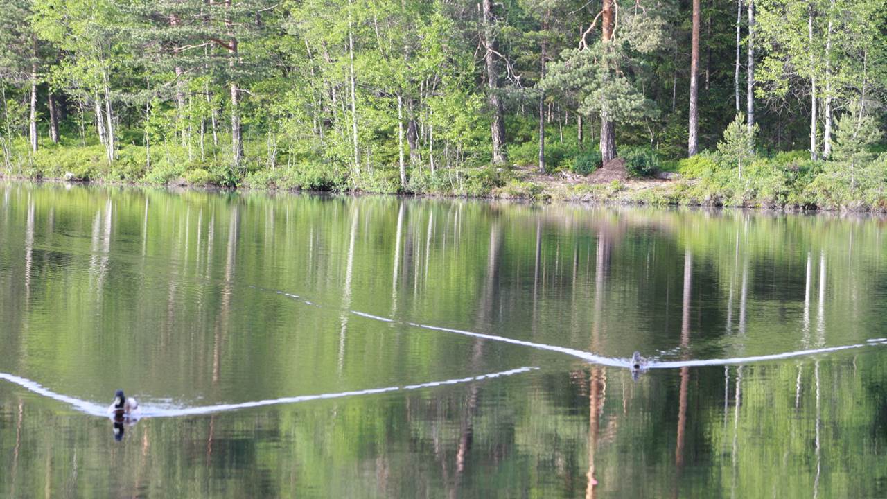 Smalvannet