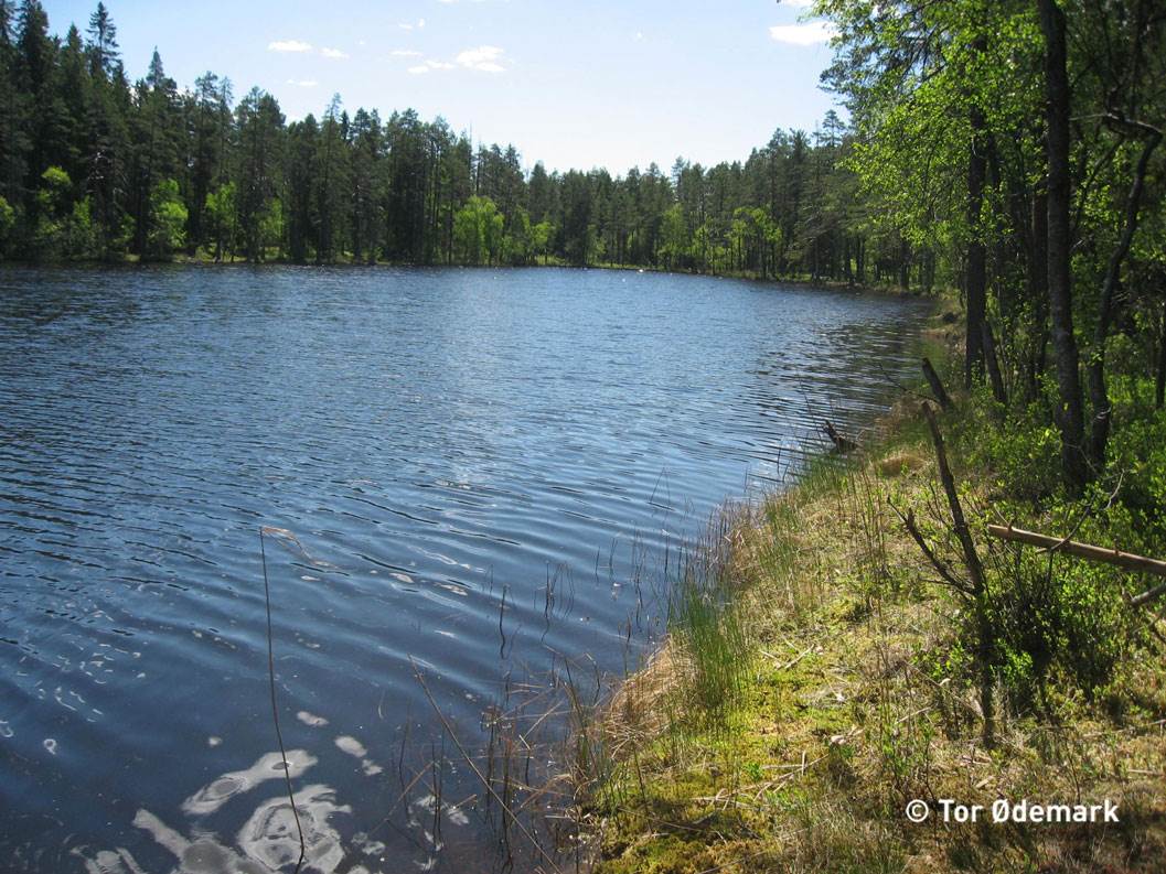 Stokkevann