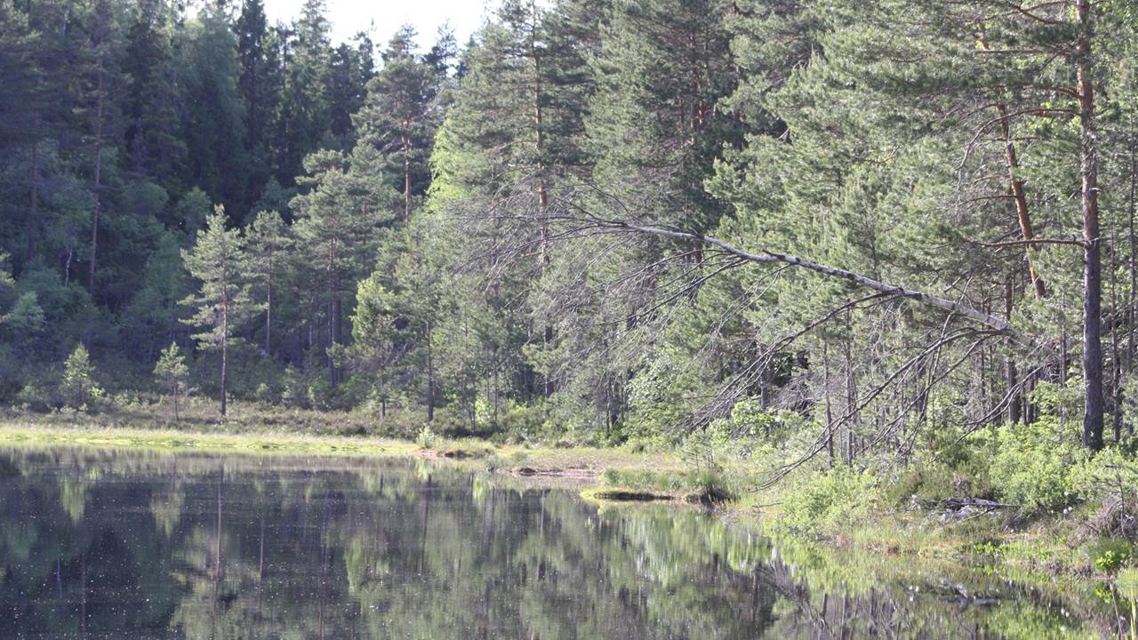 Abbortjern