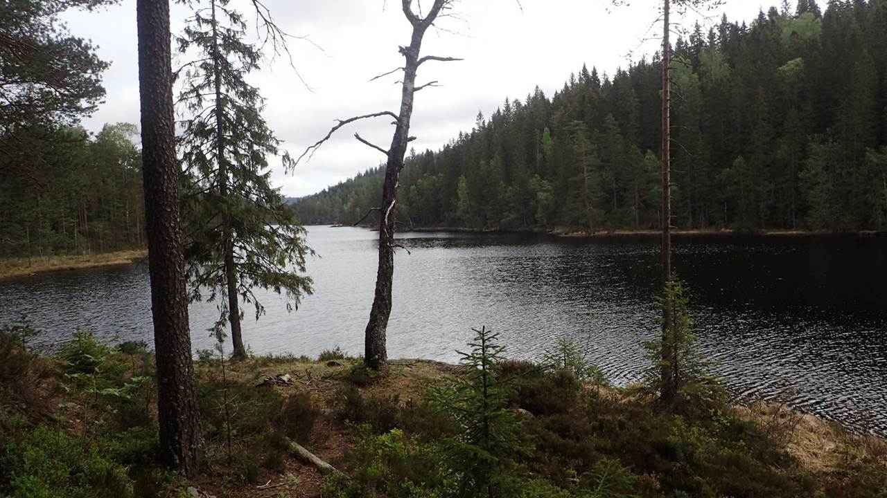 Forfoten