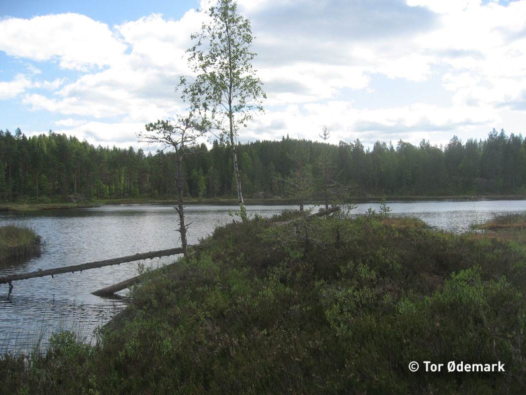 Forfoten