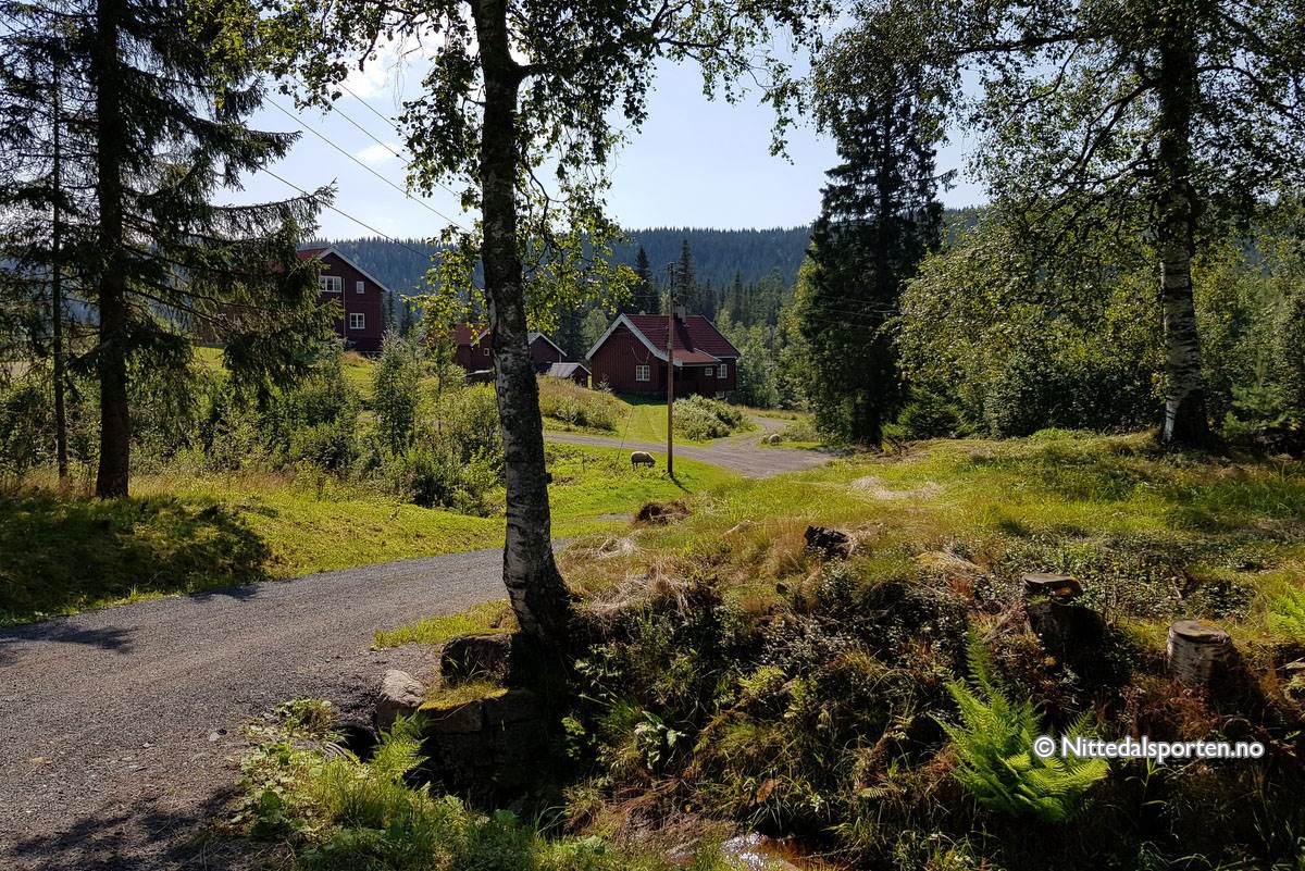 Katnosa