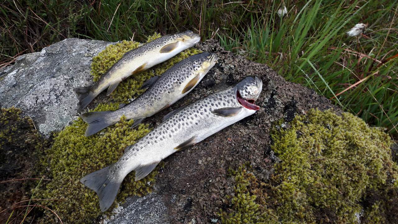 Ljosavatnet-Sikvaland