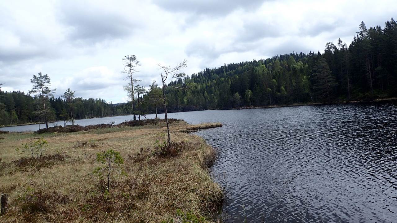 Forfoten