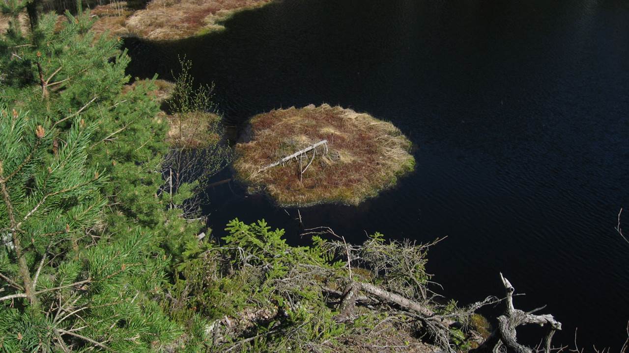 Grastjernet