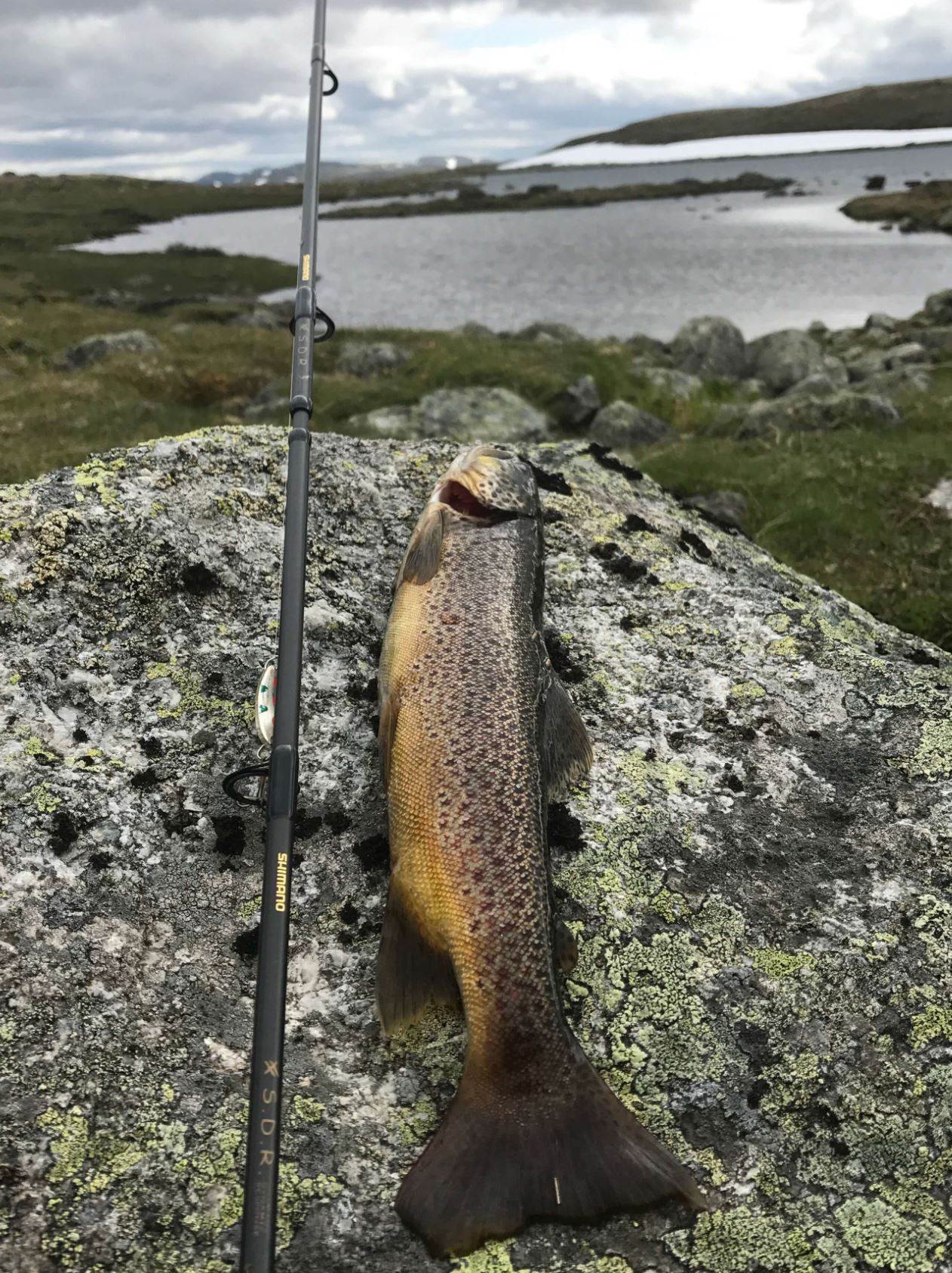 Reinsmyrtjørna - Hardangervidda