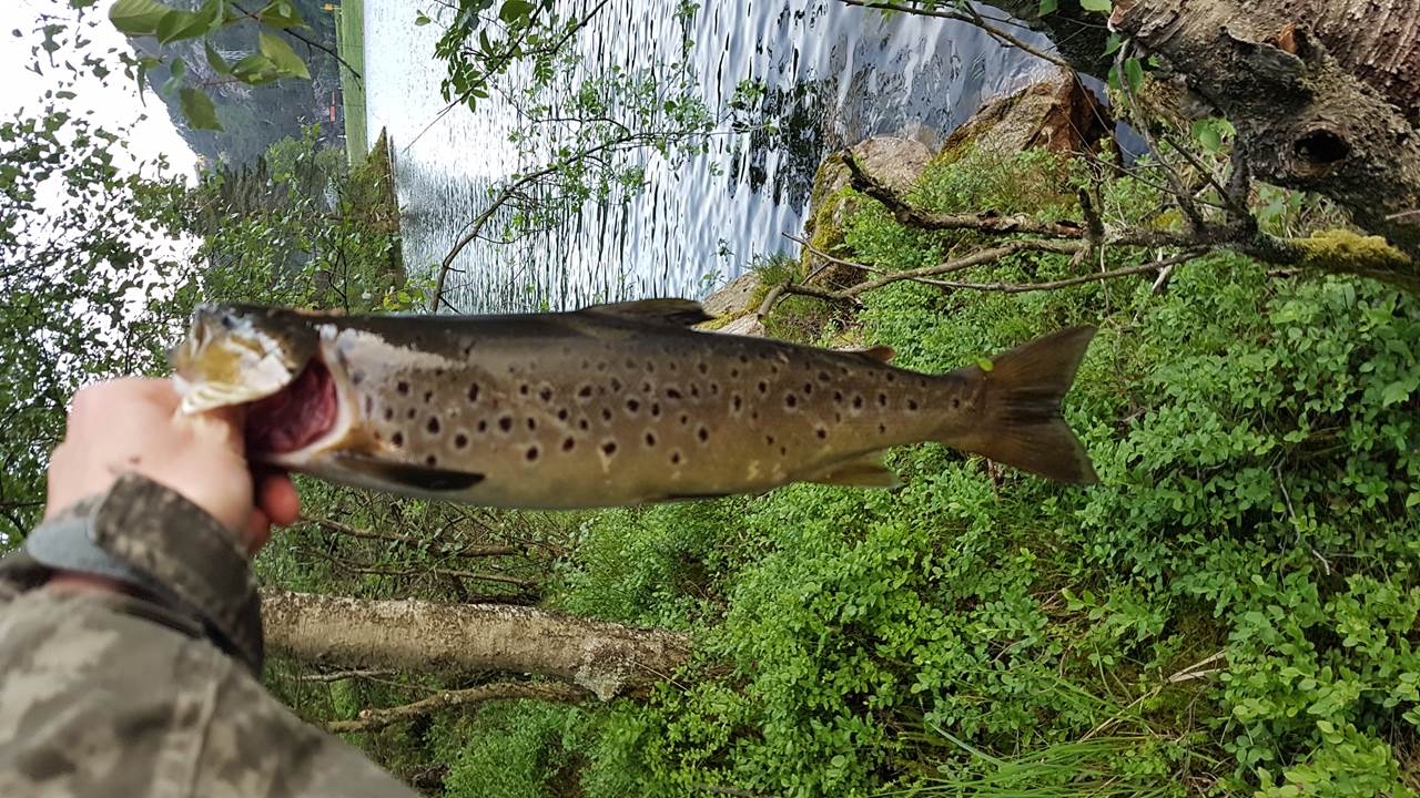 Liavatnet på Laksevåg