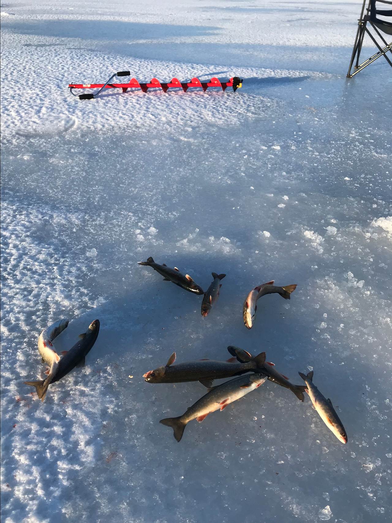9 røyer og isbor ligger på isen.