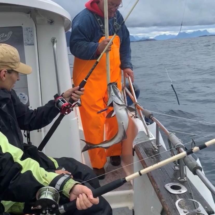 Fiskeguiden Nigel hjelper med å fisken opp i båten
