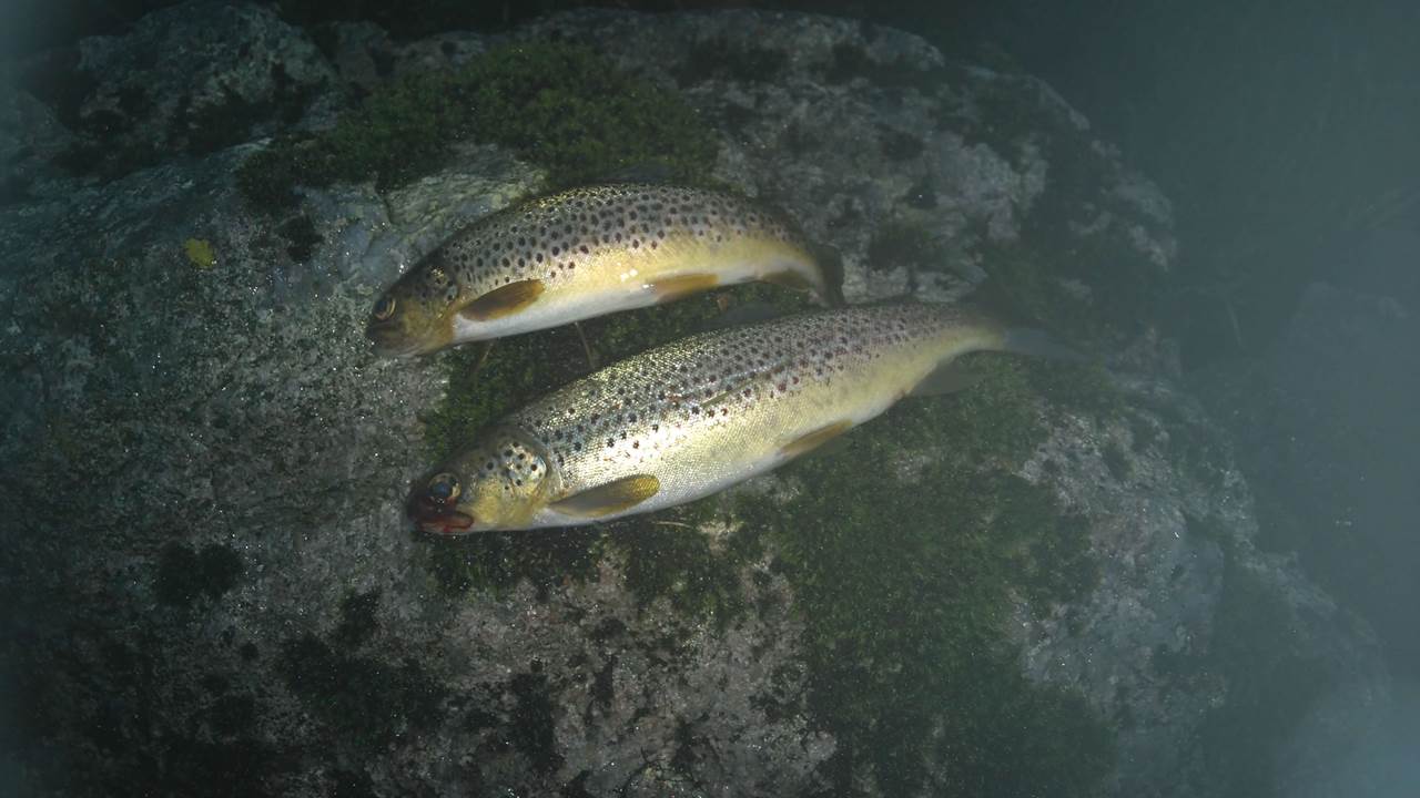 Oslandsvatnet + Litlavatnet