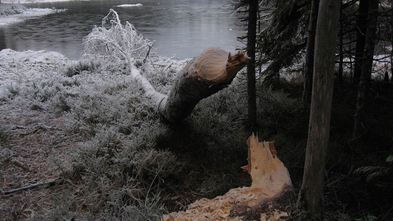 Abbortjern
